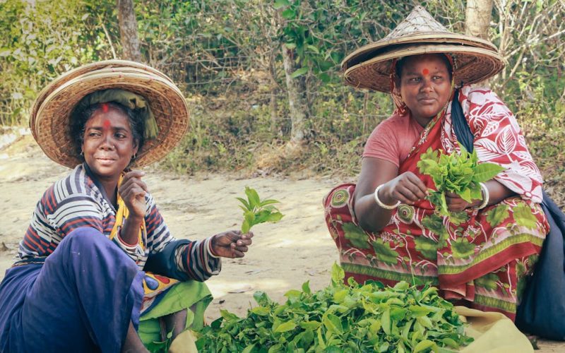 Sustainable Agriculture & Youth Employment: Zimbabwe’s CSR Model